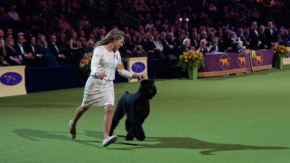 A giant schnauzer named Monty has won the top prize at the Westminster Kennel Club