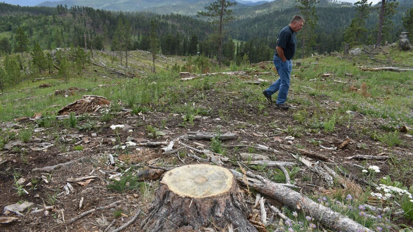 Trump Administration to Open Undeveloped Forests to Mining, Logging